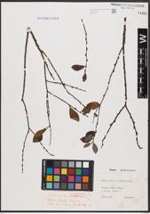 Foto von Salix aurita L. x Salix myrtilloides L.